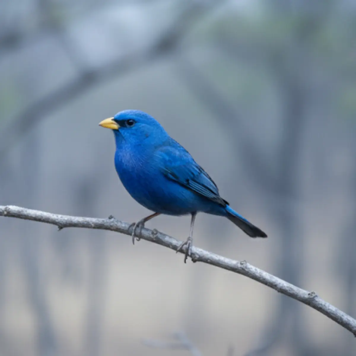 Passarinho-Azul no Cerrado